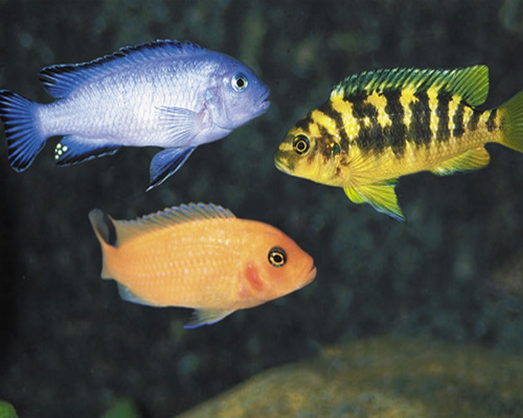 Assorted Medium African Cichlid Mix CLEARANCE ~ 5cm - 7.5cm
